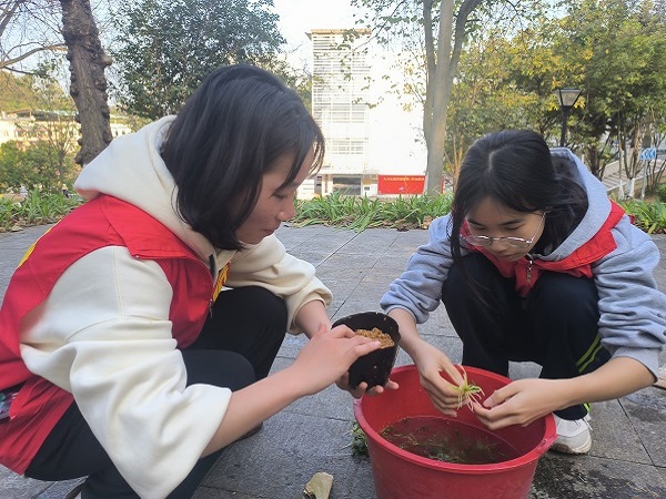 石斛幼苗移栽