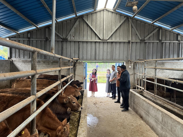 调研独峒镇小黄牛养殖基地